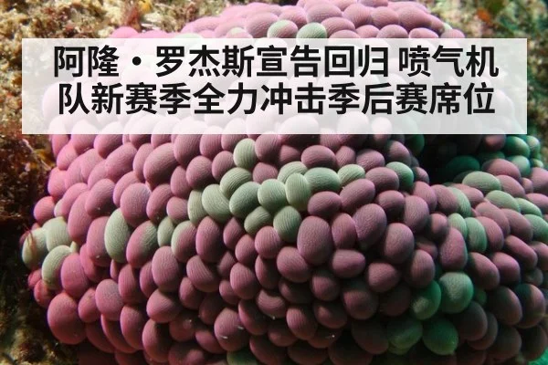 阿隆·罗杰斯宣告回归 喷气机队新赛季全力冲击季后赛席位